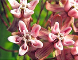 Flower seeds Potted plant seeds Pink Asclepias Milkweed / Butterfly Weed Fl