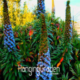 Hot Sale! 100 PCS ECHIUM SEEDS  Beautiful garden Bonsai balcony flower Home