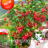 Big Promotion!Red Fuchsia Seeds Potted Flower Seeds Potted Plants Hanging F