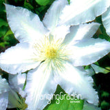 Big Sale!Hot Selling Mix Clematis Seeds Bonsai Flower Seeds DIY Home Garden