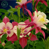 Flower seed Potted plant seeds Family garden bonsai Wild CANADIAN COLUMBINE