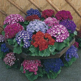 mix Daisy , Cineraria easiest growing flower, hardy plants flower seeds exo