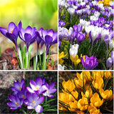 Saffron Flower Seeds,Saffron Crocus 20 Seeds/bag-in Bonsai from Home & Gard