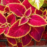 free shipping Flower seeds Bonsai seeds mix  coleus seeds Bag Home Garden B