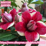 New arrive professional package 5 PCS "Red Rose" Adenium Obesum seeds quali