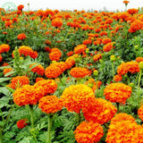 Flower Seeds Bonsai seeds substitutes Marigold Seeds   Antigua Orange   Gre