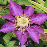 Garden Clematis Seed Six Varieties Beautify Courtyard Terrace Purple Clemat