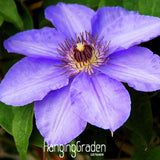 New Arrival!50 PCS/Lot Climbing plant Clematis Hybridas Seeds Home Garden B