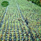 New arrive RANTON GARDEN 5 PCS "Purple knighthood" Adenium Obesum seeds qua