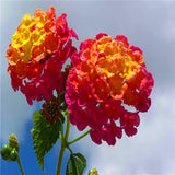 flower seed Lantana camara seeds 20pcs World's Rare Flowers For Garden hom