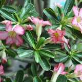 1 pcs Pink Desert Rose Seeds Potted Flowers Seeds Ornamental Plants  Obesum