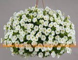 Pure White Big Flowers Vine Petunia Seeds, 100 Seeds/Pack, Bonsai Balcony G