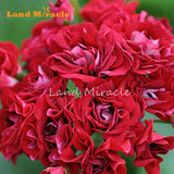 LAND MIRACLE Red Appleblossom Geranium Perennial Flower Seeds, 5 Seeds, Rar