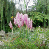 New Rare Impressive Purple Pampas Grass Seeds Ornamental Plant Flowers Cort