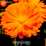 Loss Promotion!100 Pcs/Pack Orange Zinnia Seed Balcony Courtyard Flowers Po