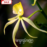 Hot Sale!Yellow Octopus Orchid  China Rare Flower Seeds For Home Garden Pla