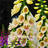 Big Sale! 100 Pcs/Lot Foxglove flower seeds Fall Seasons kinds of flowers p