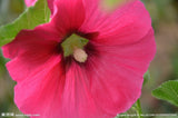 Flower seeds Hibiscus syriacus, Althaea seeds, Rose of Sharon Mallow Ketmie