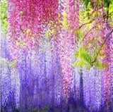 Climbing Flower Vine 10 seed Wisteria seed Outdoor plant bonsai seed Wister