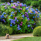 Flower seeds, Hydrangea  A variety of colors seed garden plants bonsai Fort