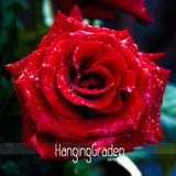 Best Selling!Strong Fragrant Red Rose Flower Seeds, 50 Seeds/Lot, Big Bloom