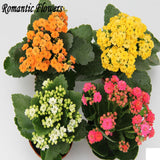 Free Shipping  Kalanchoe Flower Seeds Strange Beautiful Flowers Exotic Flow