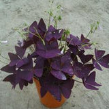 1 original pack 2pcs Red woodsorrel Oxalis seeds, perennial Ornamental flow