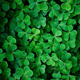 Specials: 200 Seeds / Pack, Clover Seeds Home Garden Decoration Bonsai Flow