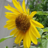 Mini Dwarf sunflower seeds sunflower series height 40cm Flower Seed   5 pcs