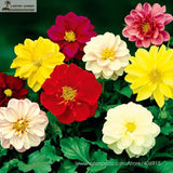 Mixed 9 Colors Dwarf Dahlia Flower Seeds 30+ Red Yellow Orange Pink Dark Re