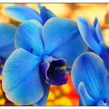 Rare Orchid Bonsai Balcony Flower Blue Butterfly Orchid Seeds Beautiful Gar