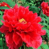 Peony seeds potted paeonia suffruticosa seeds peony flower red colors varie