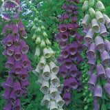 BELLFARM Digitalis Foxglove Excelsior Hybrids Seeds, 100 seeds, biennial be