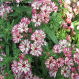 New Arrival Home Garden Plant 100 Seeds Phlox Twinkle Star,Phlox Drummondii