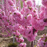 New Home Garden Bonsai Plant 12 Seeds FLOWERING ALMOND Prunus Triloba Flowe