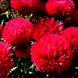 seeds Flower Chinese Aster seeds (Callistephus) give you a garden full  big