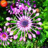 Loss Promotion!5 Color Available Osteospermum Seeds Potted Flowering Plants