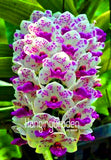 Lowest Price! 100 Seeds/Bag Cymbidium orchid seeds,bonsai flower seeds,plan