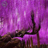 wisteria seeds  pack Gold mini Bonsai Wisteria tree seeds Ornamental Climb