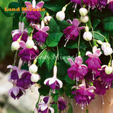 LAND MIRACLE 100% Genuine Fuchsia Seeds, 100 Seeds, Hanging Garden Ornament