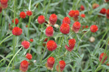 Original Pack 100 Seeds / Pack,Gomphrenae globosa seeds,Rare red Flower Glo