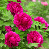 Chinese Peony Root Seeds 5pcs Bonsai Garden Potted Colourful flower 20 vari