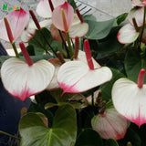 Rare Anthurium Andraeanu Balcony Potted Flower Seeds for DIY Home Garden-in