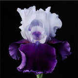 Sale! Free Shipping , Hot Selling ,100 Pink Iris Seeds, Popular Perennial G