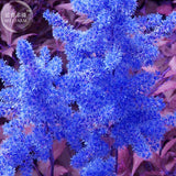 BELLFARM Dark Blue Astilbe Chinensis Perennial Flower Seeds, 100 seeds, rar