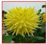 Type Ordinally Yukako Dahlia Bulbs Seeds Bonsai Flowers   120 pcs seeds-in