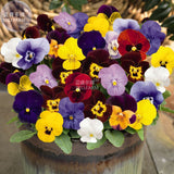 BELLFARM Pansy Viola Tricolor Hardy Flower Seeds, 50 seeds, professional pa