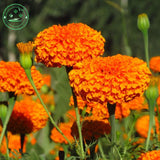Orange marigold,Potted flower seeds Tagetes erecta, aztec marigold seeds,Ba