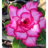 Desert Rose seeds,potted flowers seeds,Adenium Obesum color optional 100% t