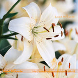 Rare Heirloom 'Sarabande' Lily Seeds, 50 Seeds/Pack, Bonsai Plant Organic V